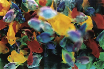 a group of colorful fish swimming in a tank