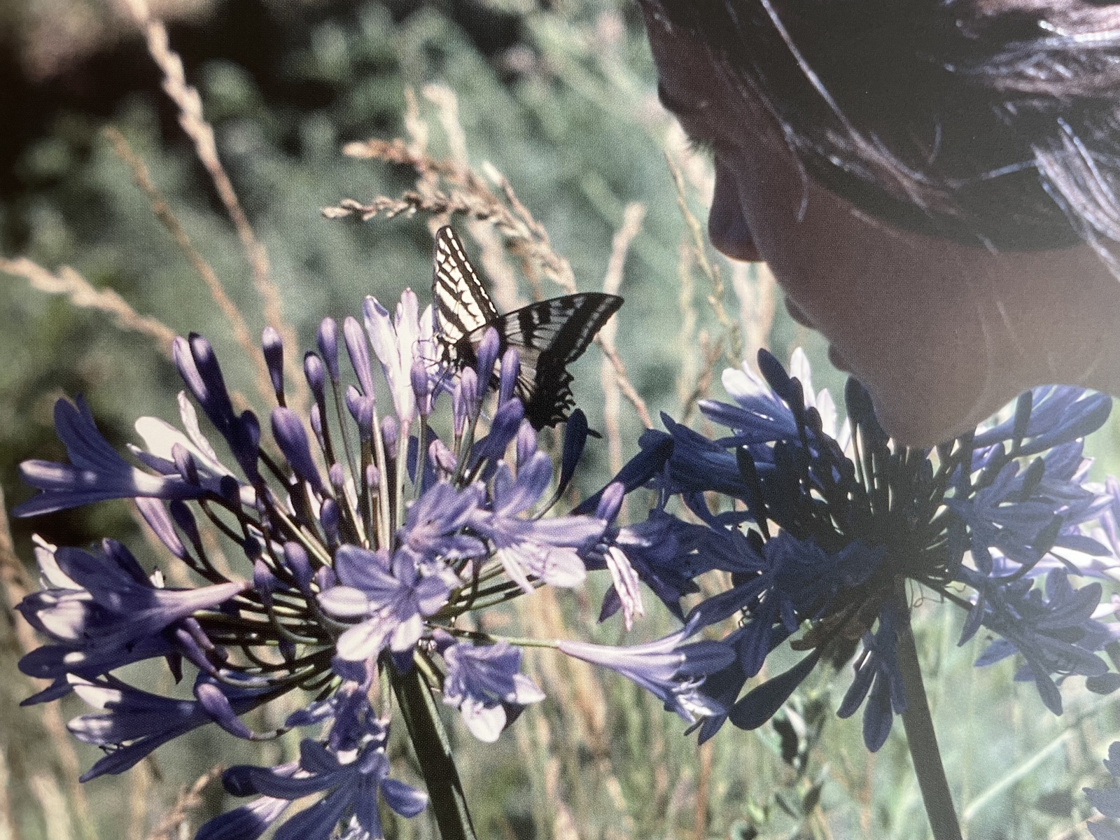 a woman looking at a butterfly on a flower