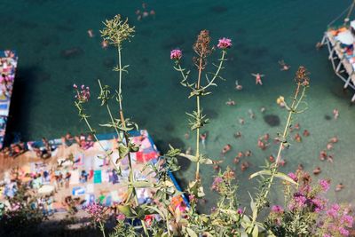 a view of a body of water with a bunch of flowers in the foreground