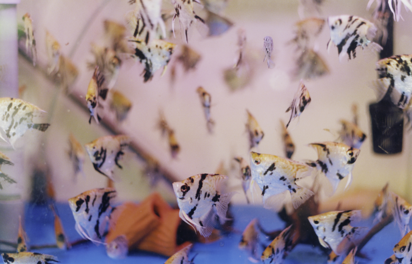 a group of fish swimming in a tank