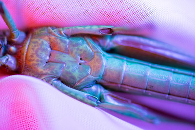 a close up of a bug on a cloth