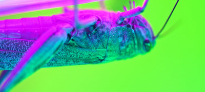 a close up of a bug on a green background