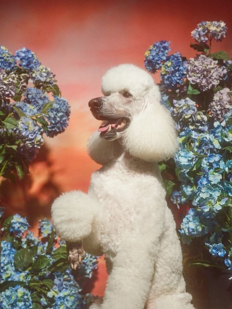 a white poodle standing in front of blue flowers