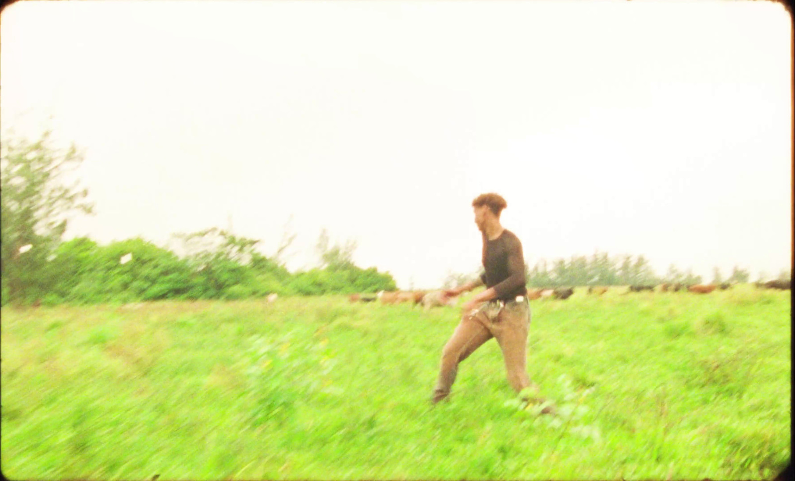 a man walking through a field with cows in the background