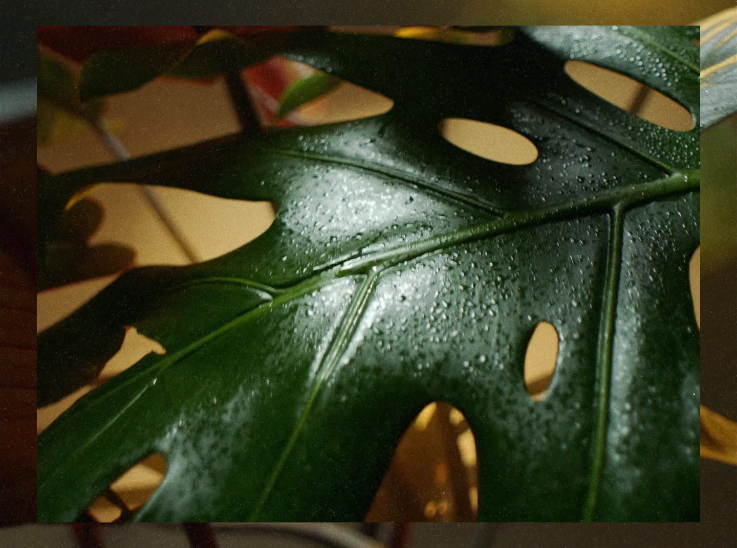 a close up of a green leaf with drops of water on it