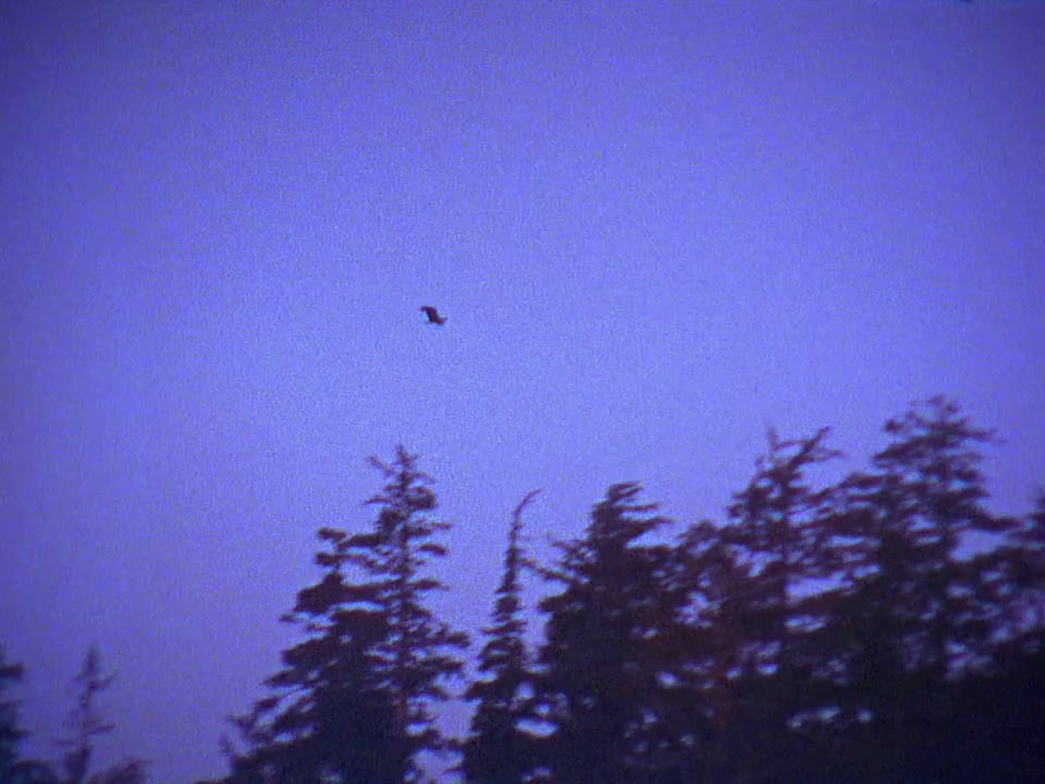 a bird flying in the sky over some trees