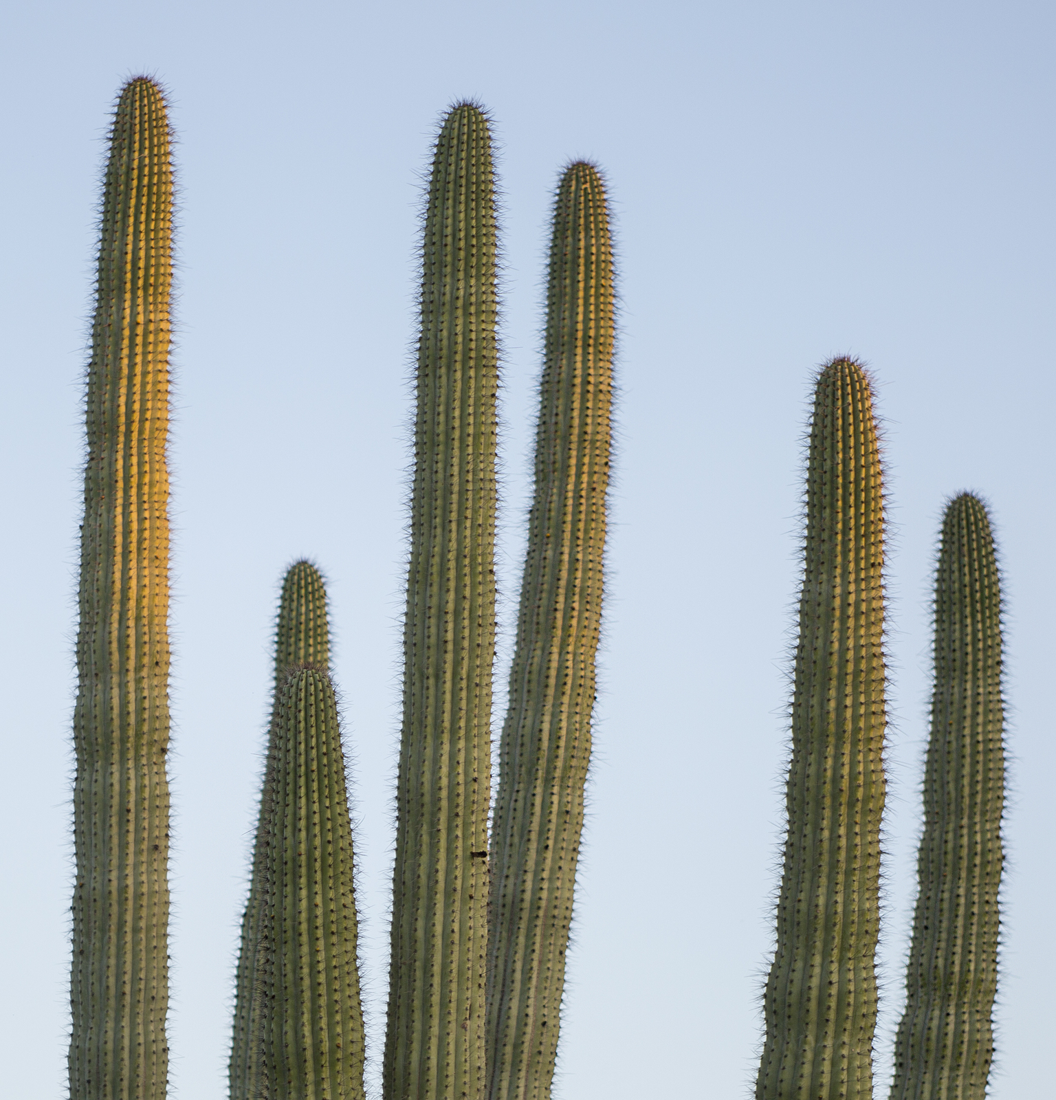 a group of cactus plants with a blue sky in the background