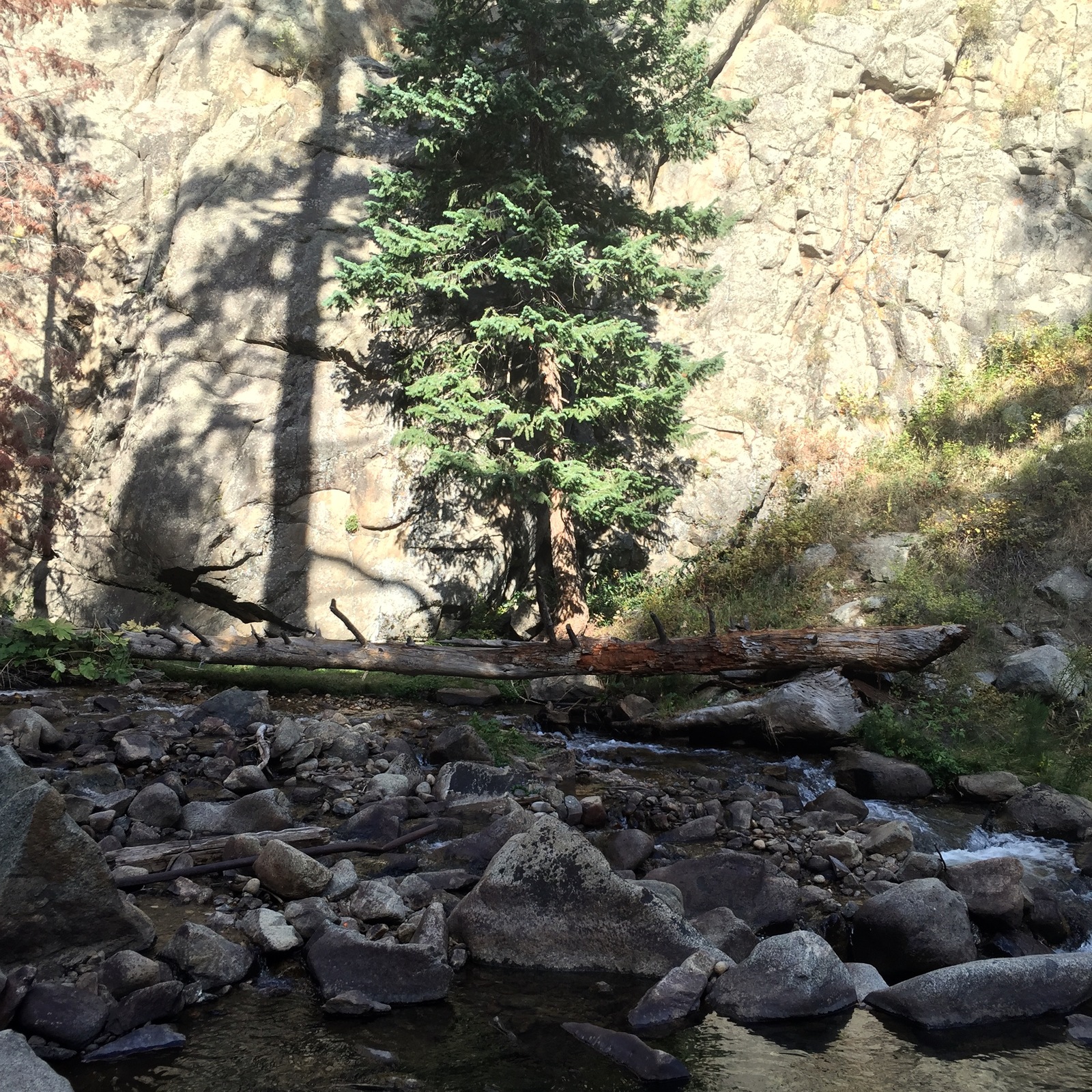 a stream running through a forest filled with lots of rocks