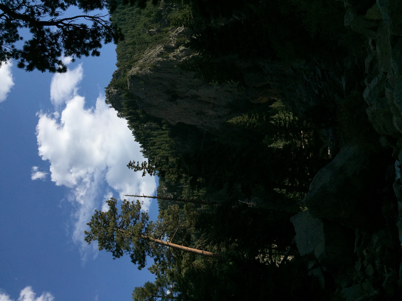 a view of the sky and trees from below