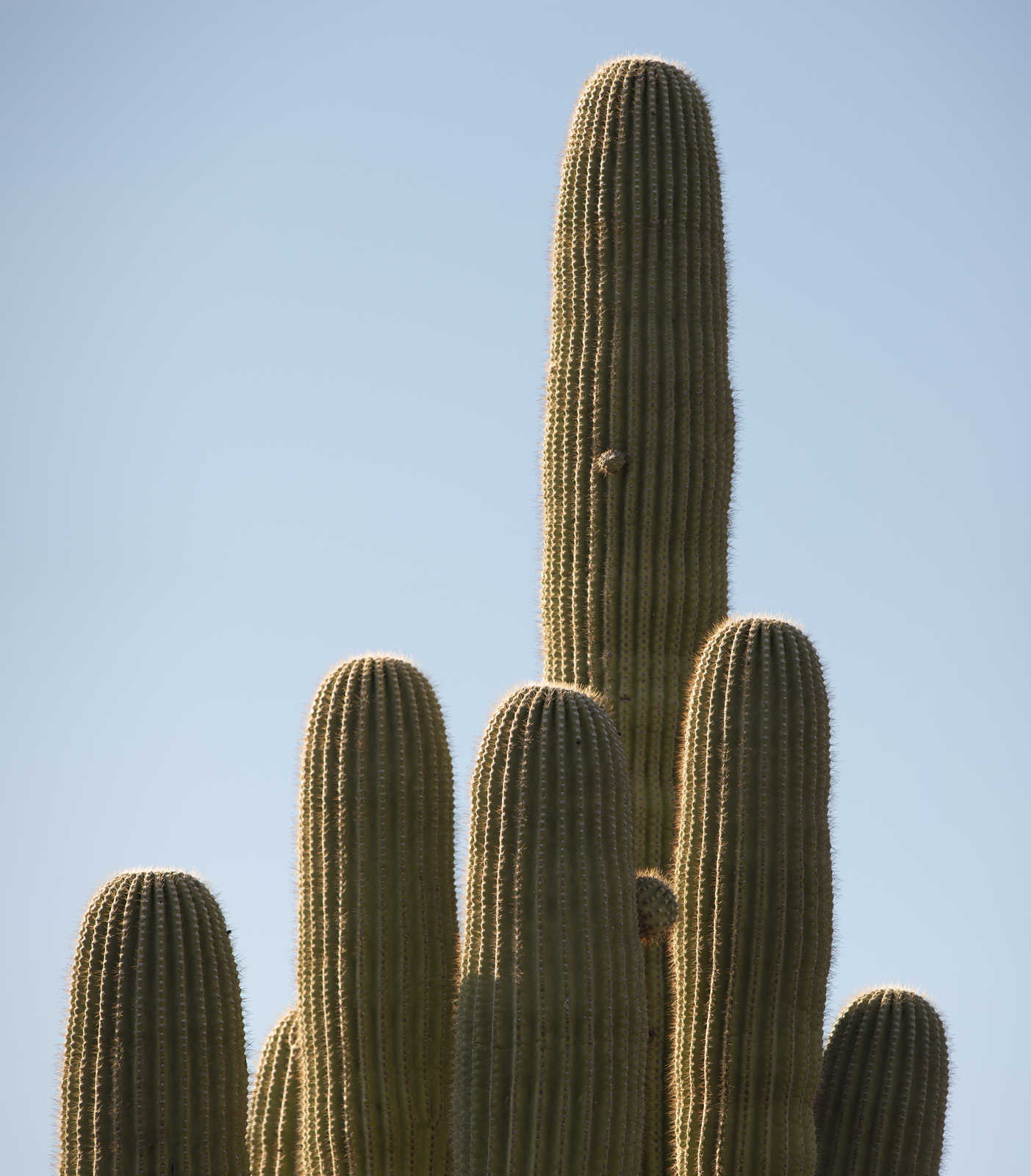 a large cactus with a sky background