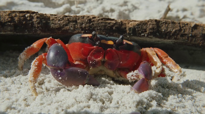 a close up of a crab in the sand