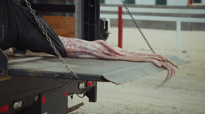 a large animal is laying on the back of a truck