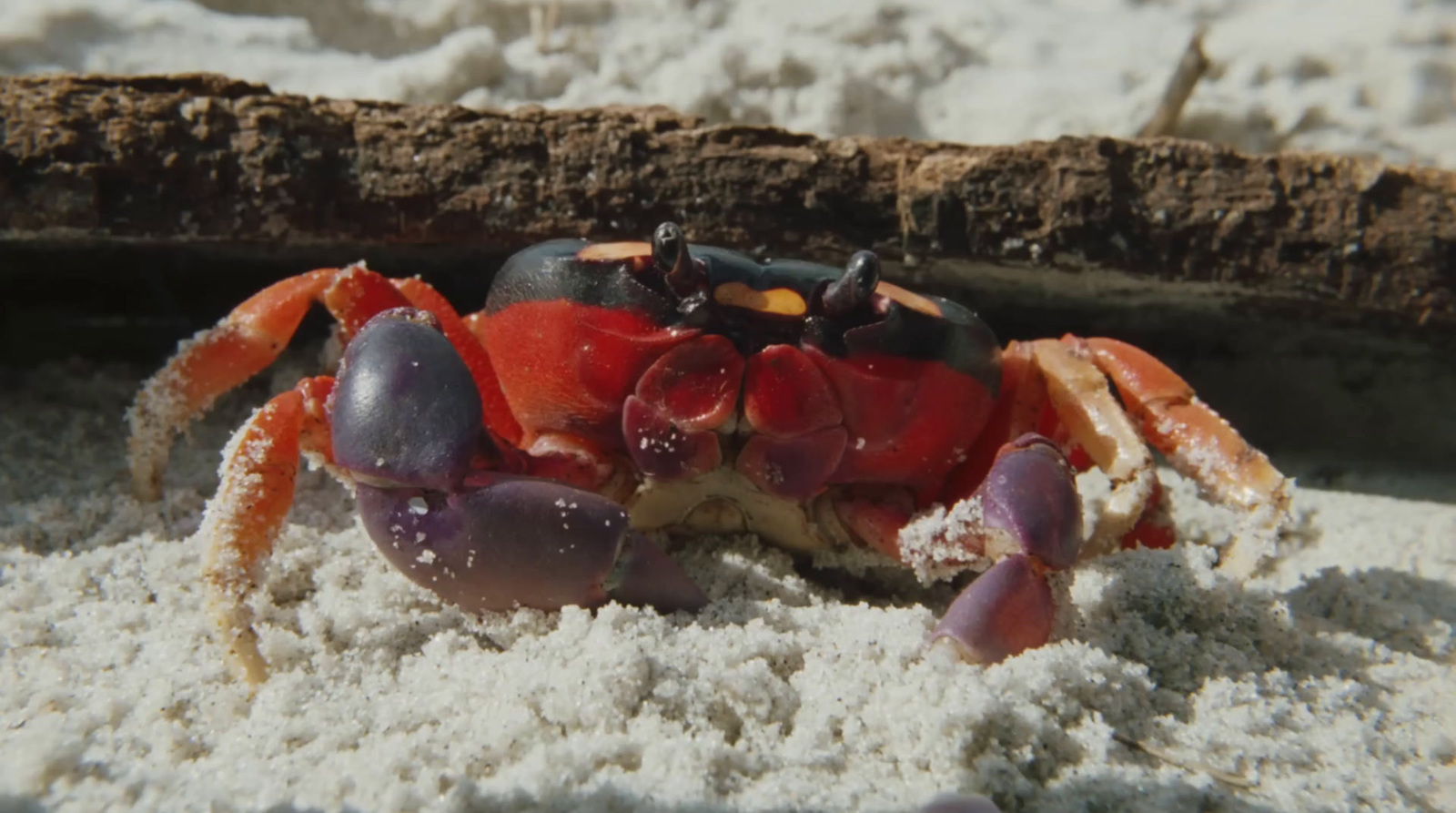 a close up of a crab in the sand