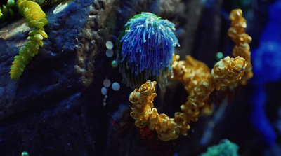 a close up of a sea anemone on a rock