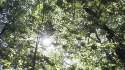 the sun shines through the leaves of a tree