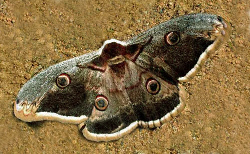 a close up of a moth on the ground