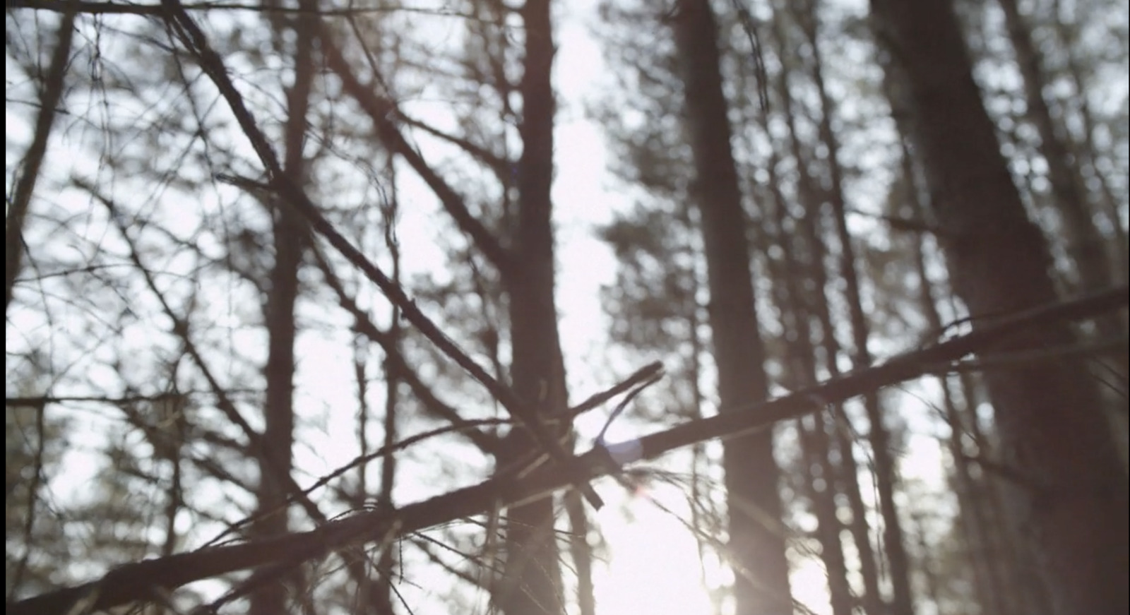 a blurry photo of a forest with trees