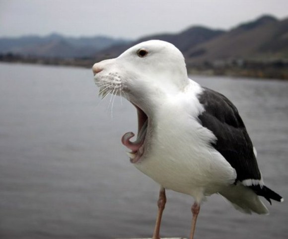 a black and white bird with its mouth open