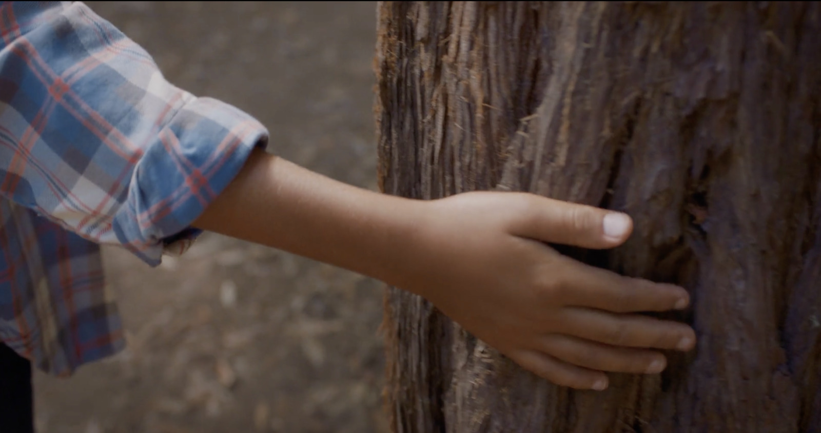 a close up of a person touching a tree