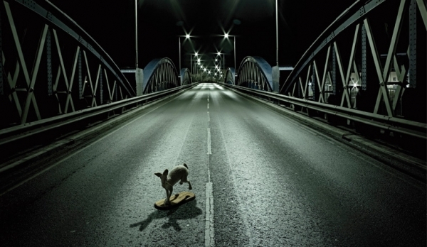 a dog standing on a skateboard in the middle of a street