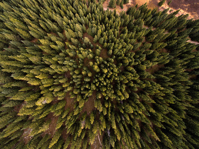 an aerial view of a forest with lots of trees