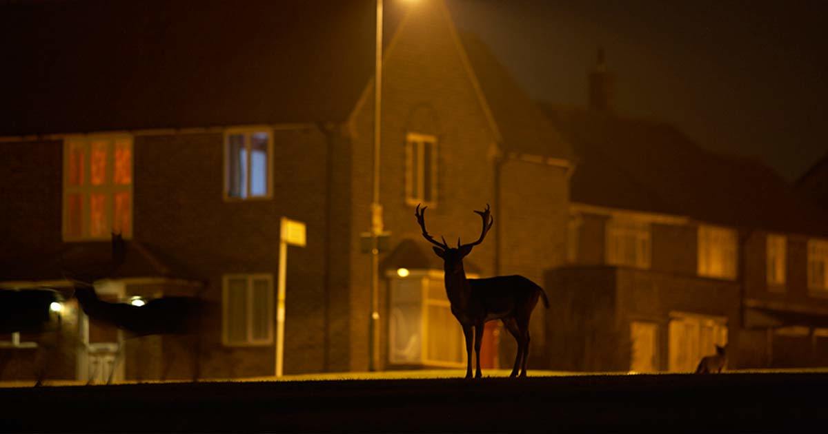 a deer standing in front of a building at night