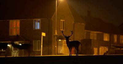 a deer standing in front of a building at night