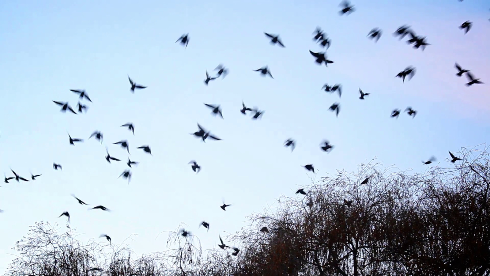 a flock of birds flying through a blue sky