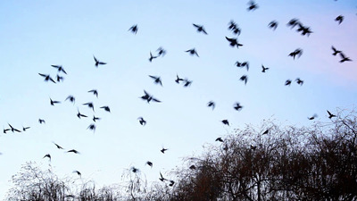 a flock of birds flying through a blue sky