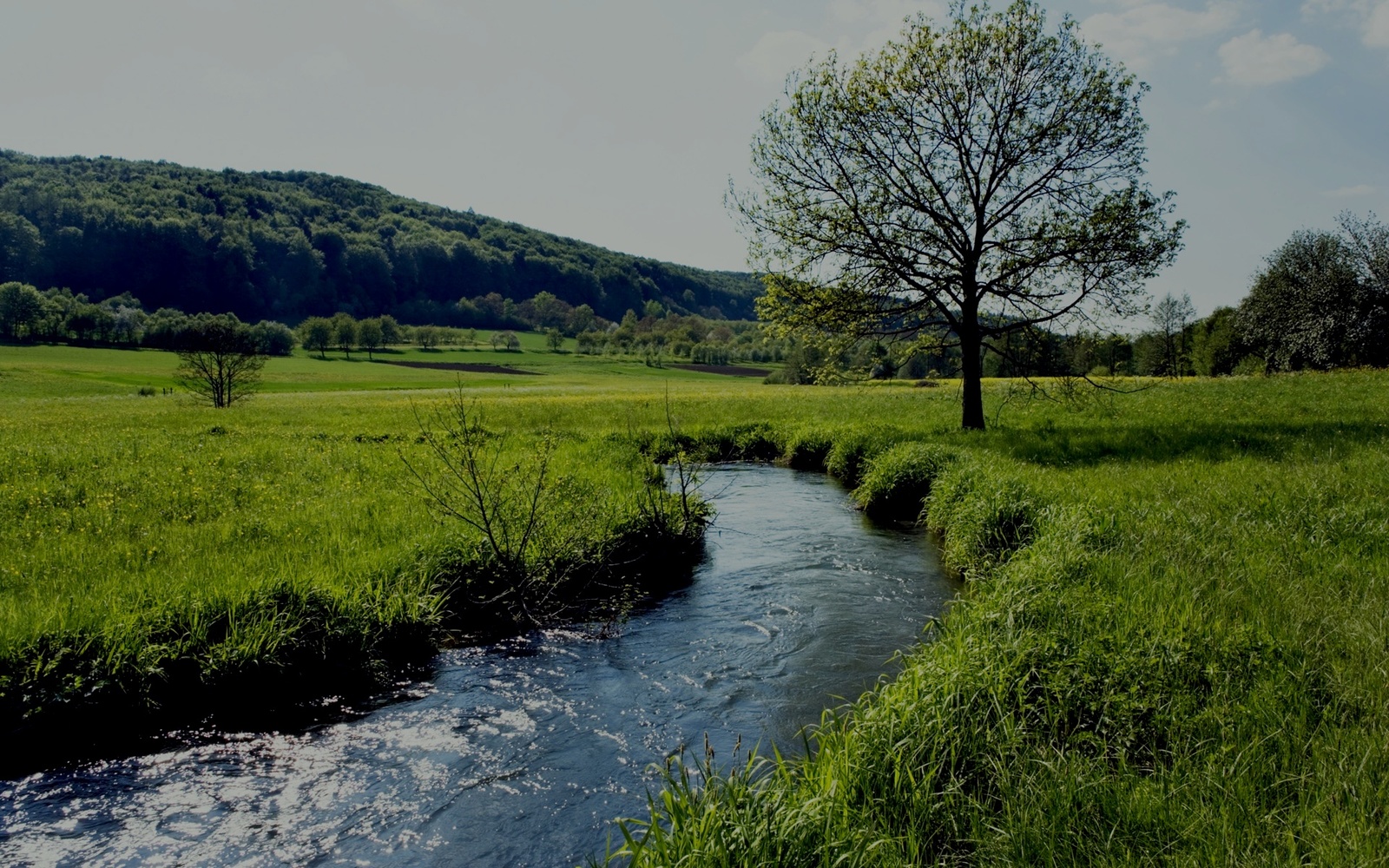 a river running through a lush green field