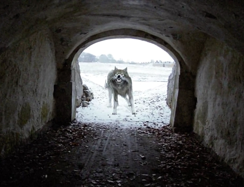 a dog is walking through a tunnel in the snow