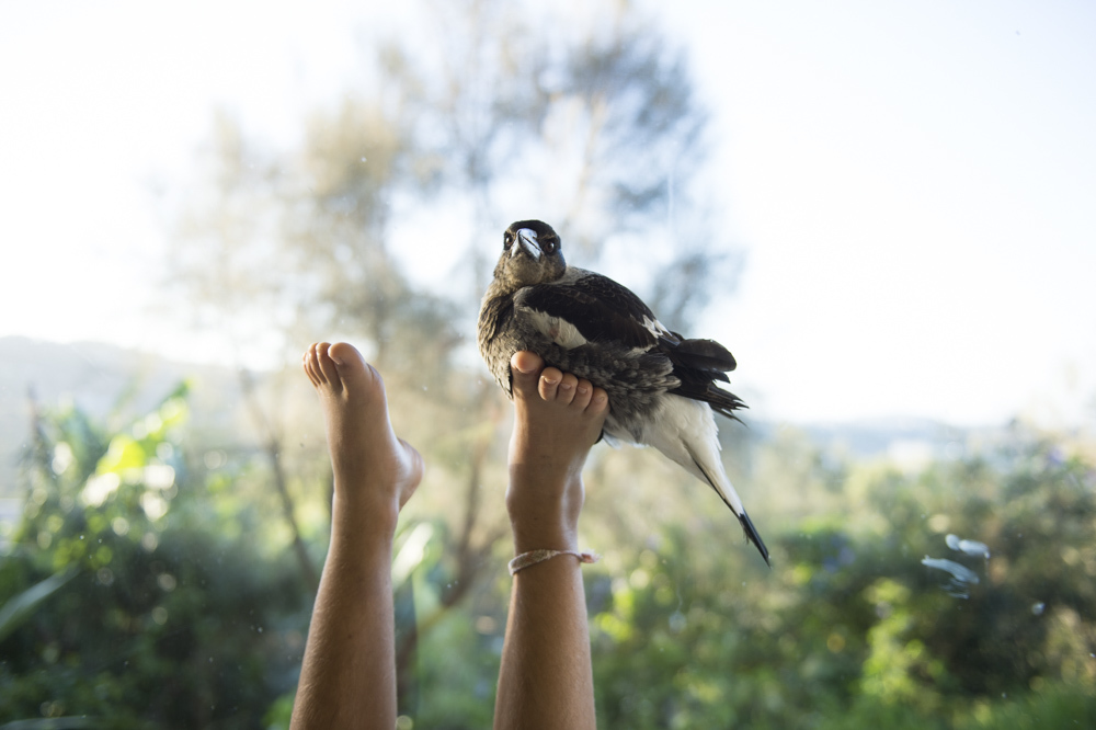 a person holding a bird in their hand