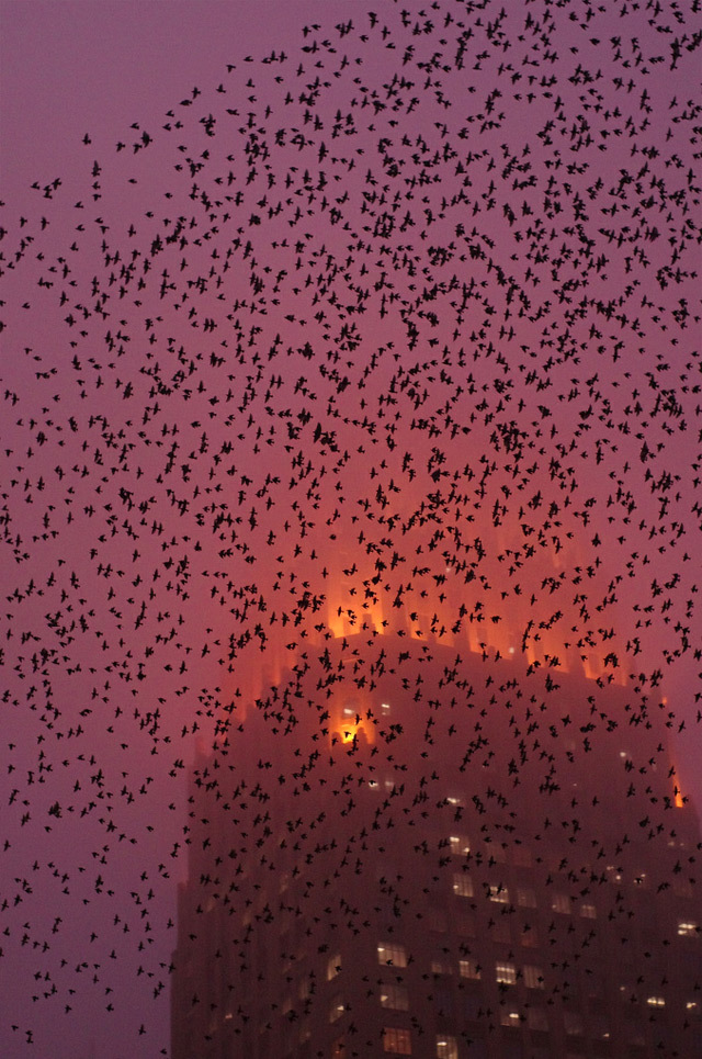 a large flock of birds flying over a tall building