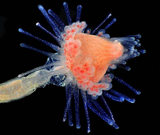 a close up of a jellyfish on a black background