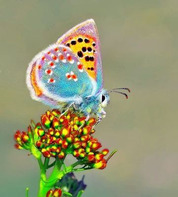 a colorful butterfly sitting on top of a flower