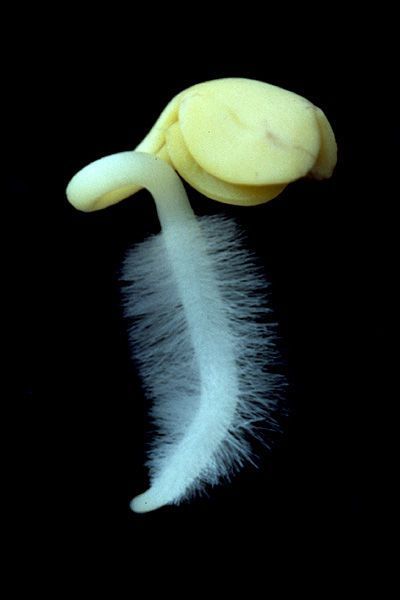 a close up of a piece of food on a black background