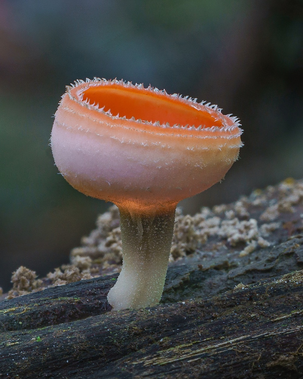 a close up of a mushroom on a tree branch