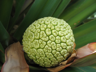 a close up of a flower on a plant