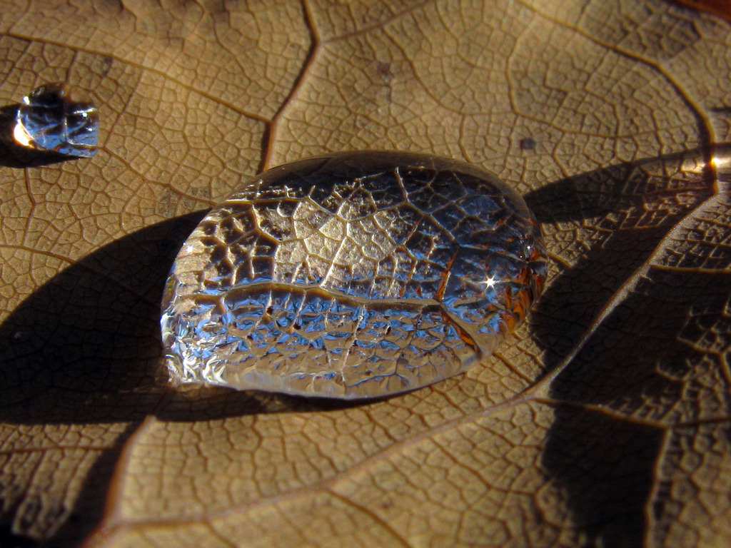 a drop of water sitting on top of a leaf