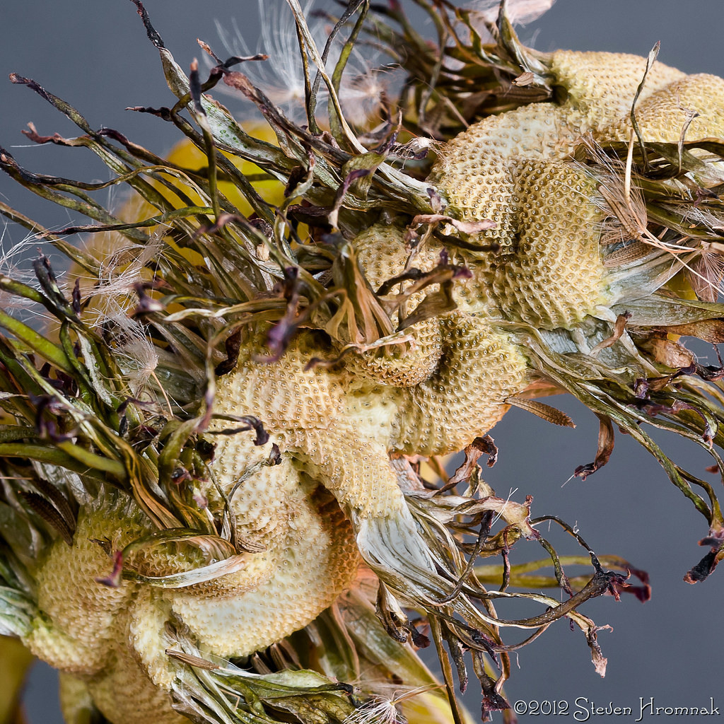 a close up of a bunch of dead flowers