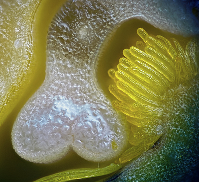 a close up view of a yellow flower