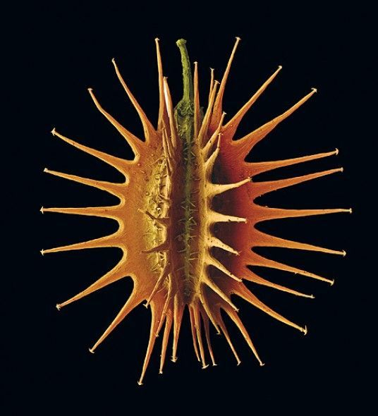 a close up of a flower on a black background