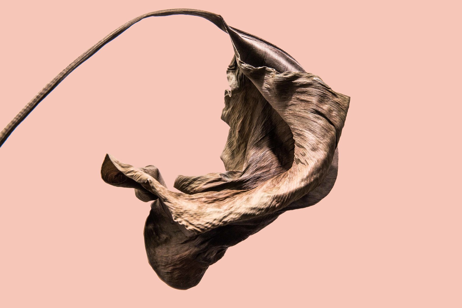 a sculpture of an animal hanging upside down