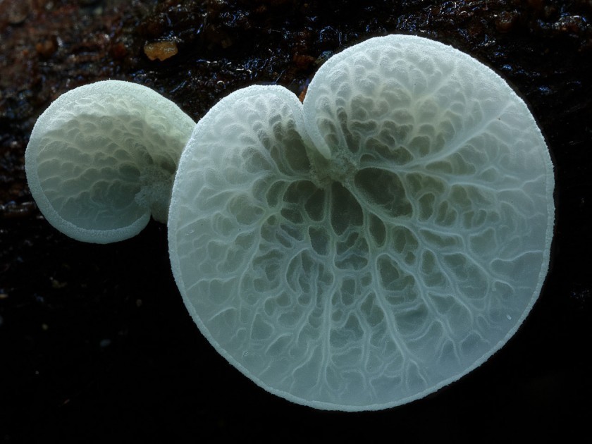 a close up of a mushroom on a black surface