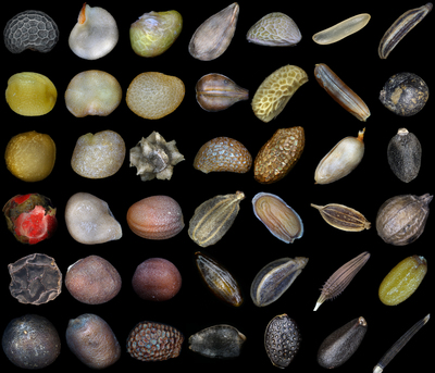 a bunch of different types of shells on a black background