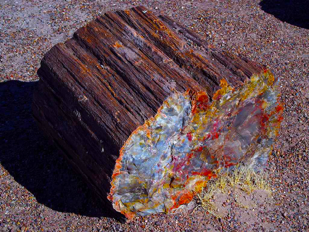 a close up of a piece of wood on the ground