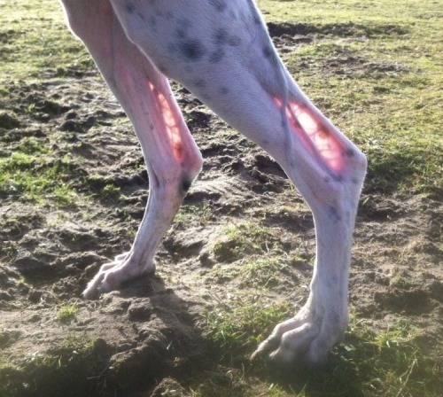 a white dog with a red spot on it's leg