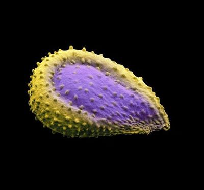 a purple and yellow sponge on a black background