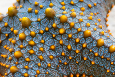 a close up of a blue and yellow plant