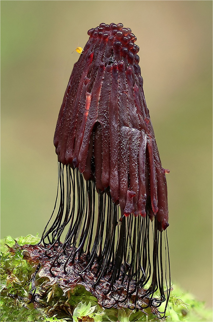 a close up of a purple flower on a plant